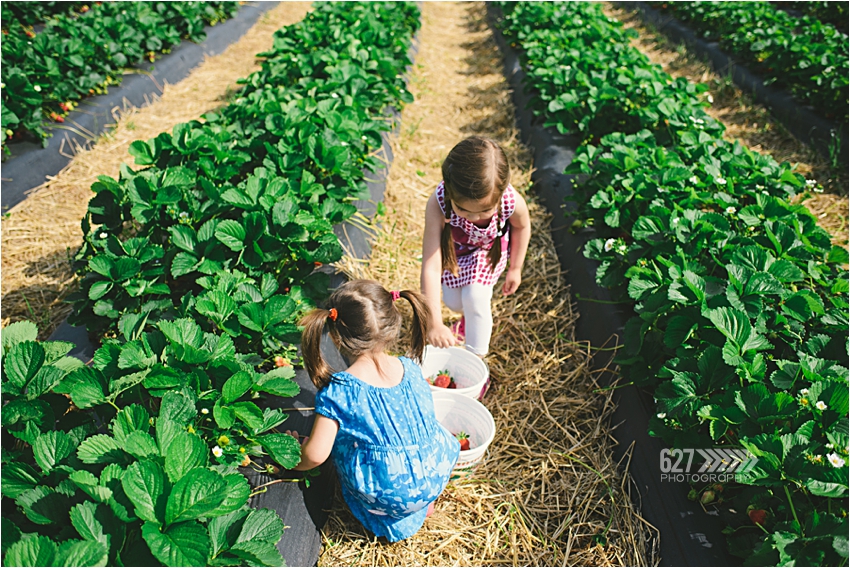 Little-Girls-Picking-Strawberries