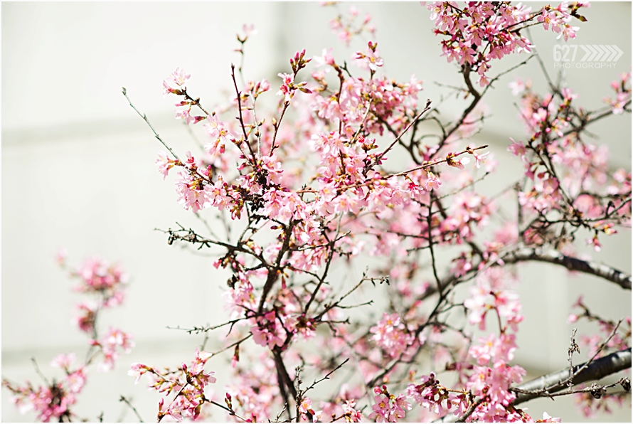 pink spring blossoms